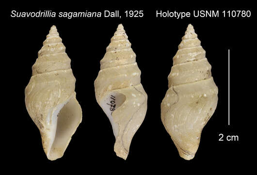 صورة Bathytoma engonia (R. B. Watson 1881)