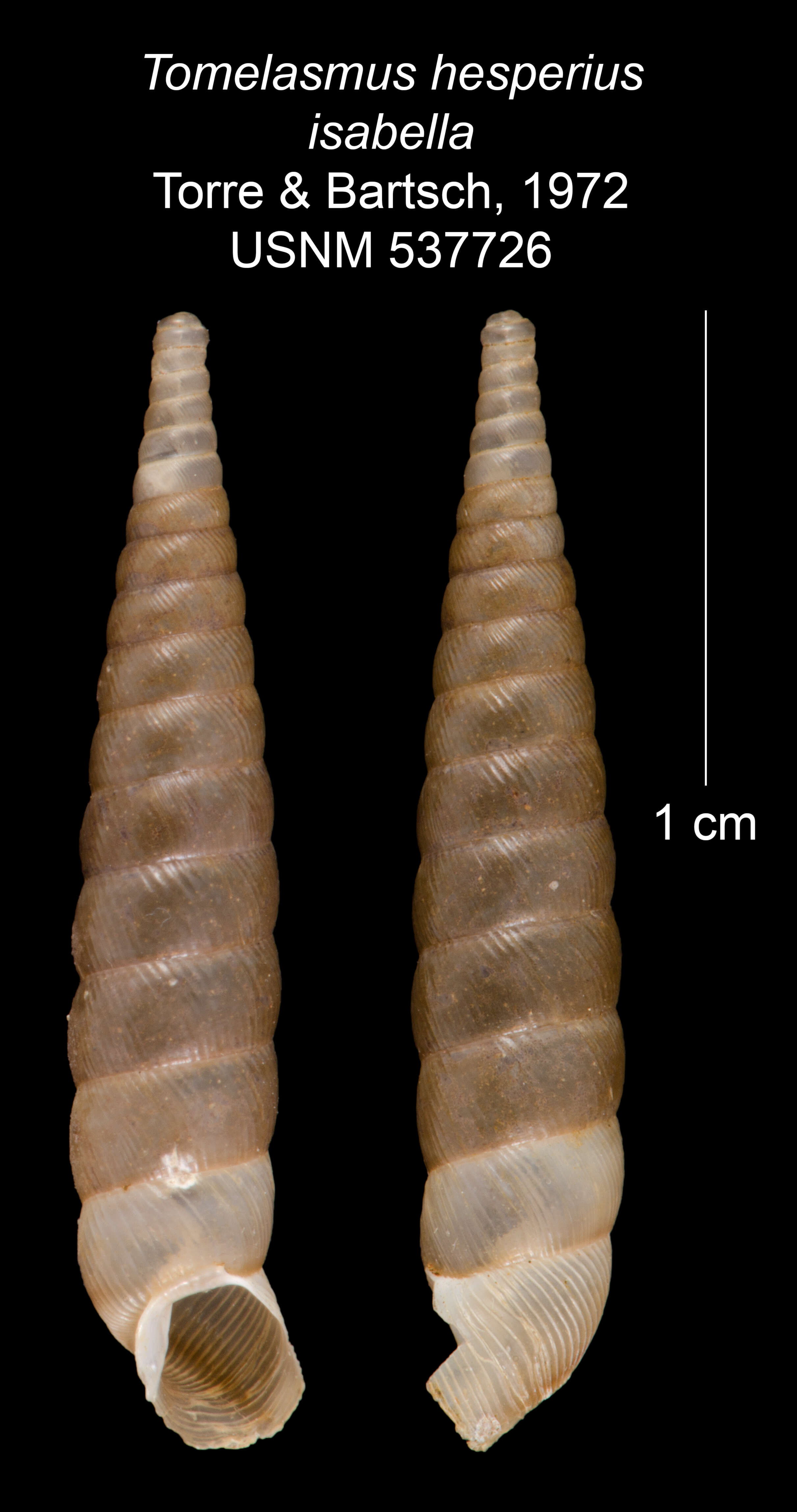 Imagem de Tomelasmus hesperius isabella C. Torre & Bartsch 1972