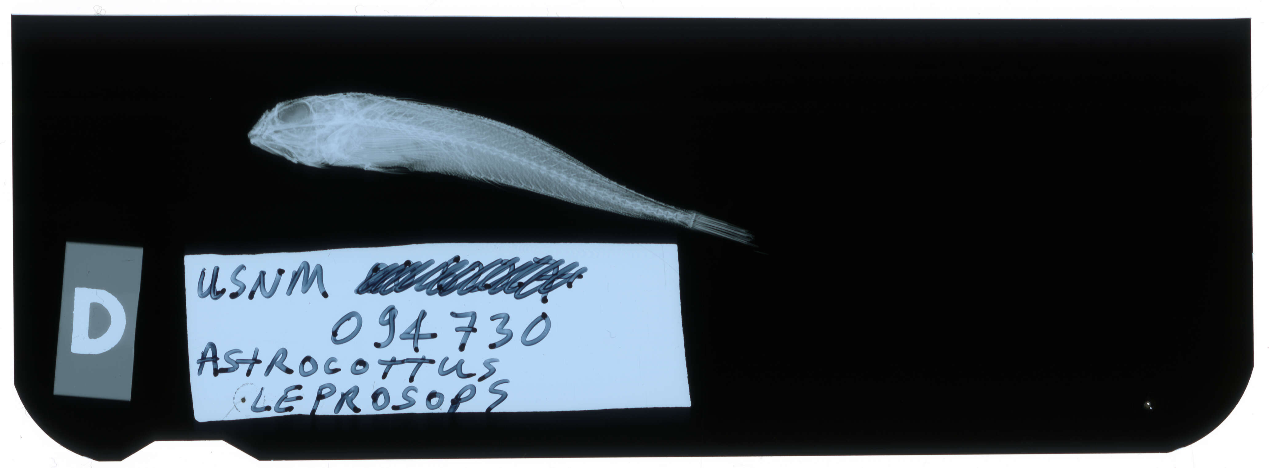 Imagem de Astrocottus leprops Bolin 1936