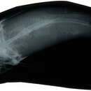 Image of Catfish