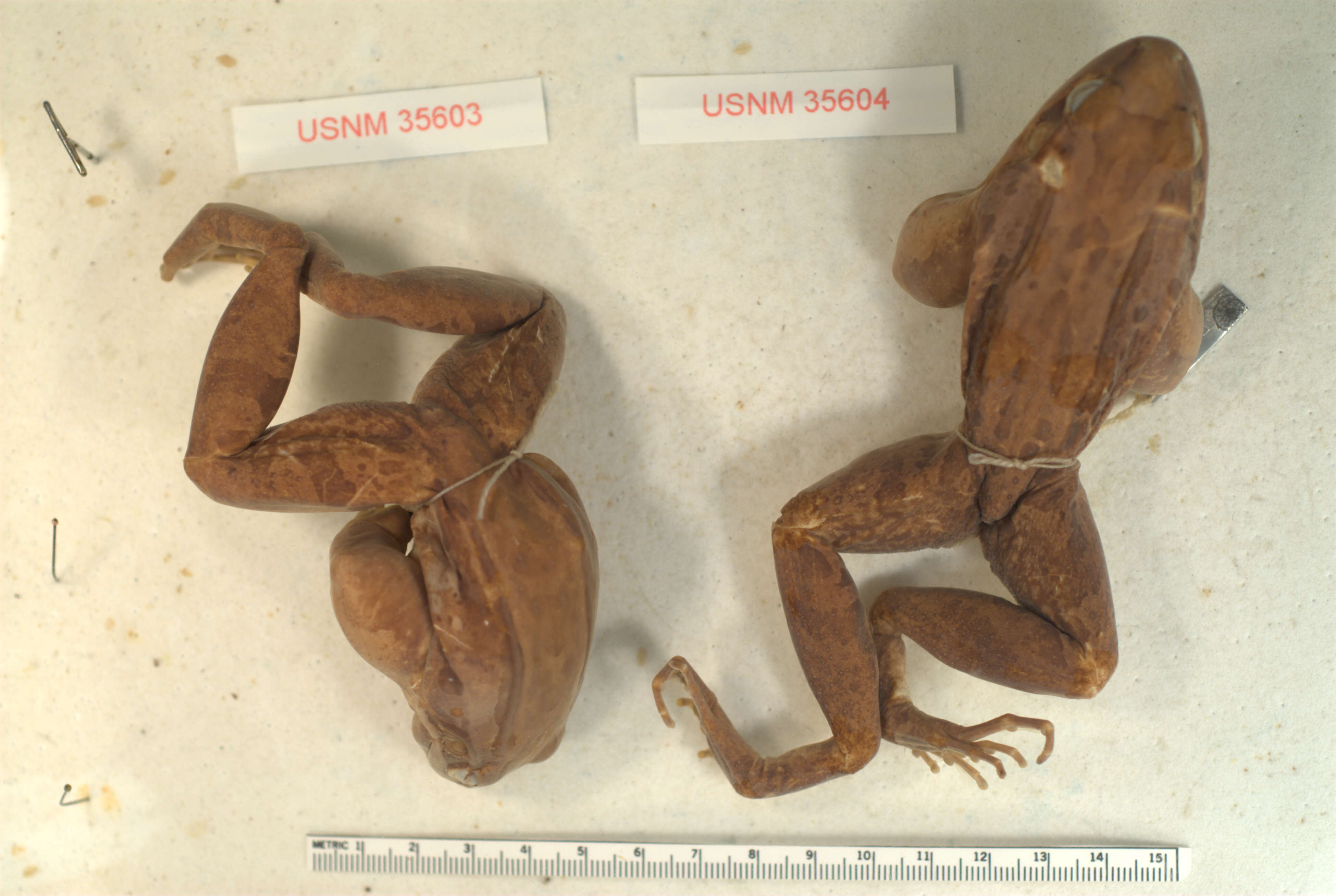 Image of Bolivian White-lipped Frog