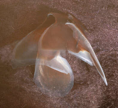 Image of Neoteuthis Naef 1921