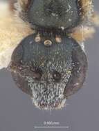 Image of Halictus