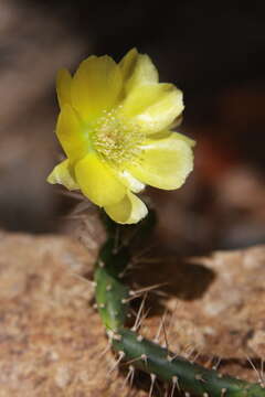 Image of Roving Pricklypear