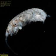 Image of Amphipoda