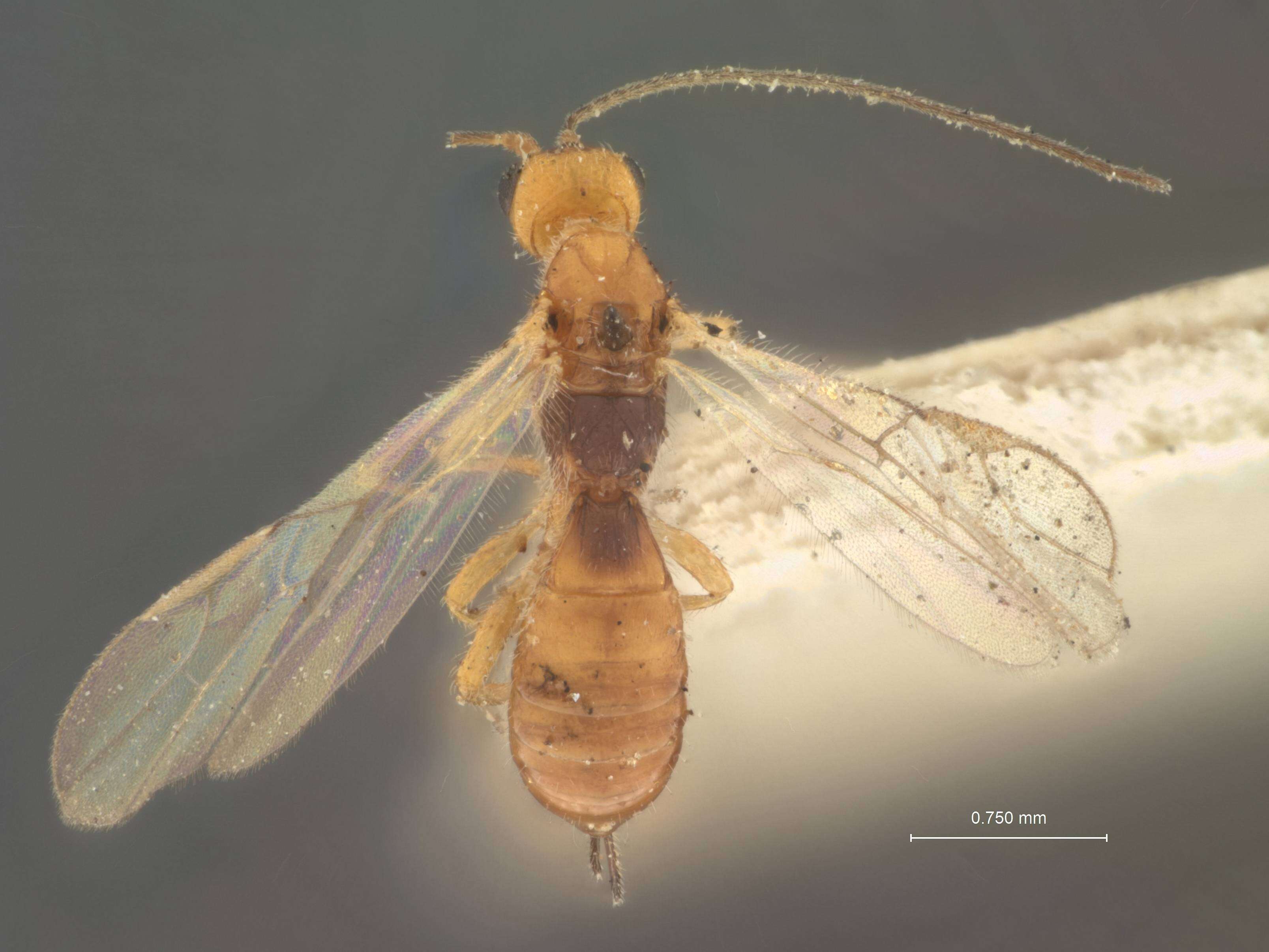 Imagem de Heterospilus cephi Rohwer 1925