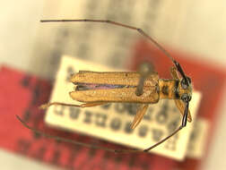 Слика од Neoserixia longicollis Gressitt 1935