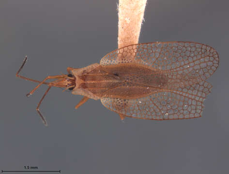 Image of Leptodictya (Hanuala) luculenta Drake 1928