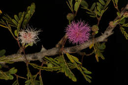 Image de <i>Mimosa tricephala</i> var. <i>nelsonii</i>