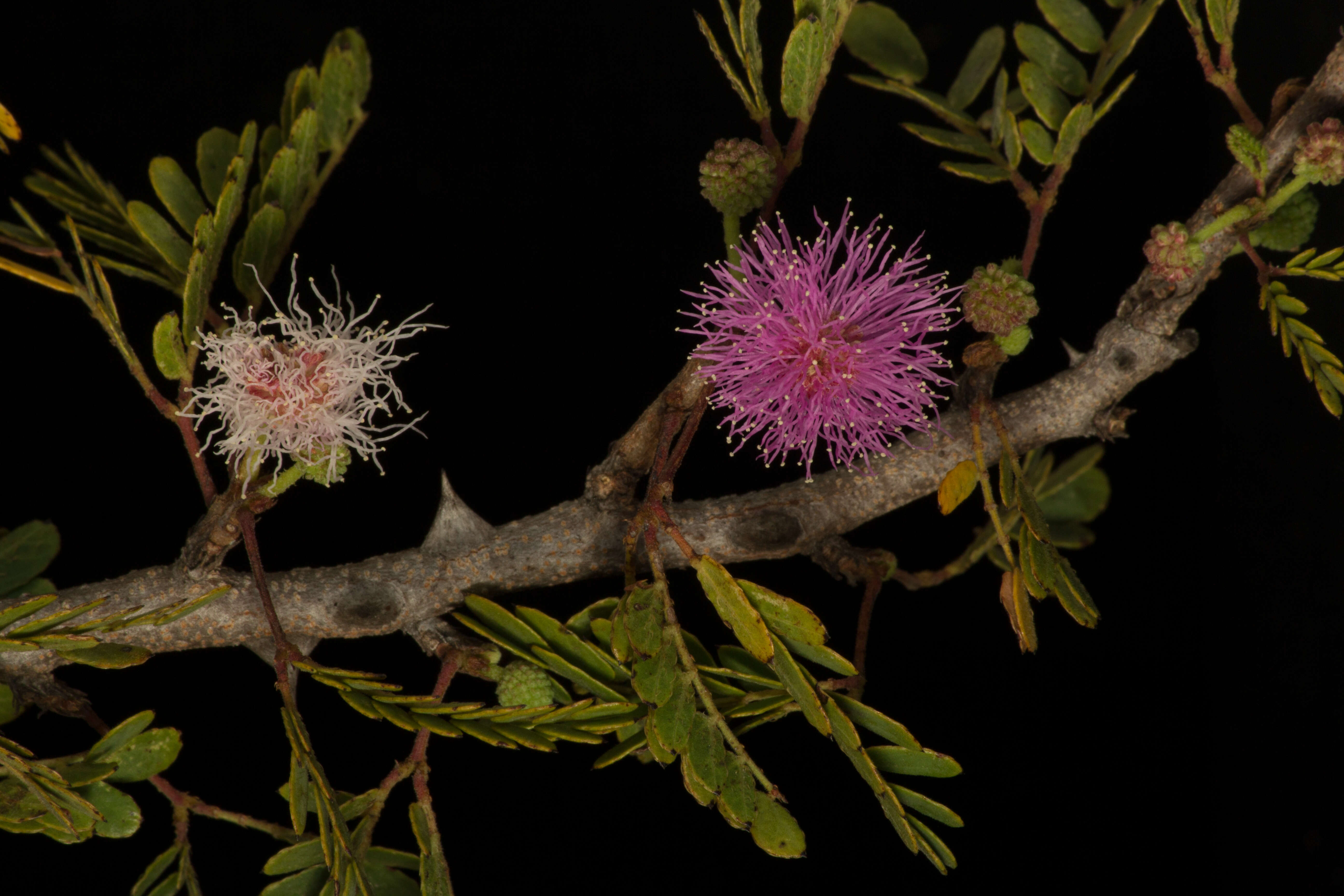 Image of <i>Mimosa tricephala</i> var. <i>nelsonii</i>