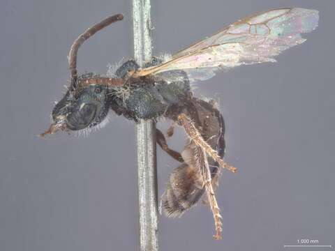 Image of Lasioglossum morio (Fabricius 1793)