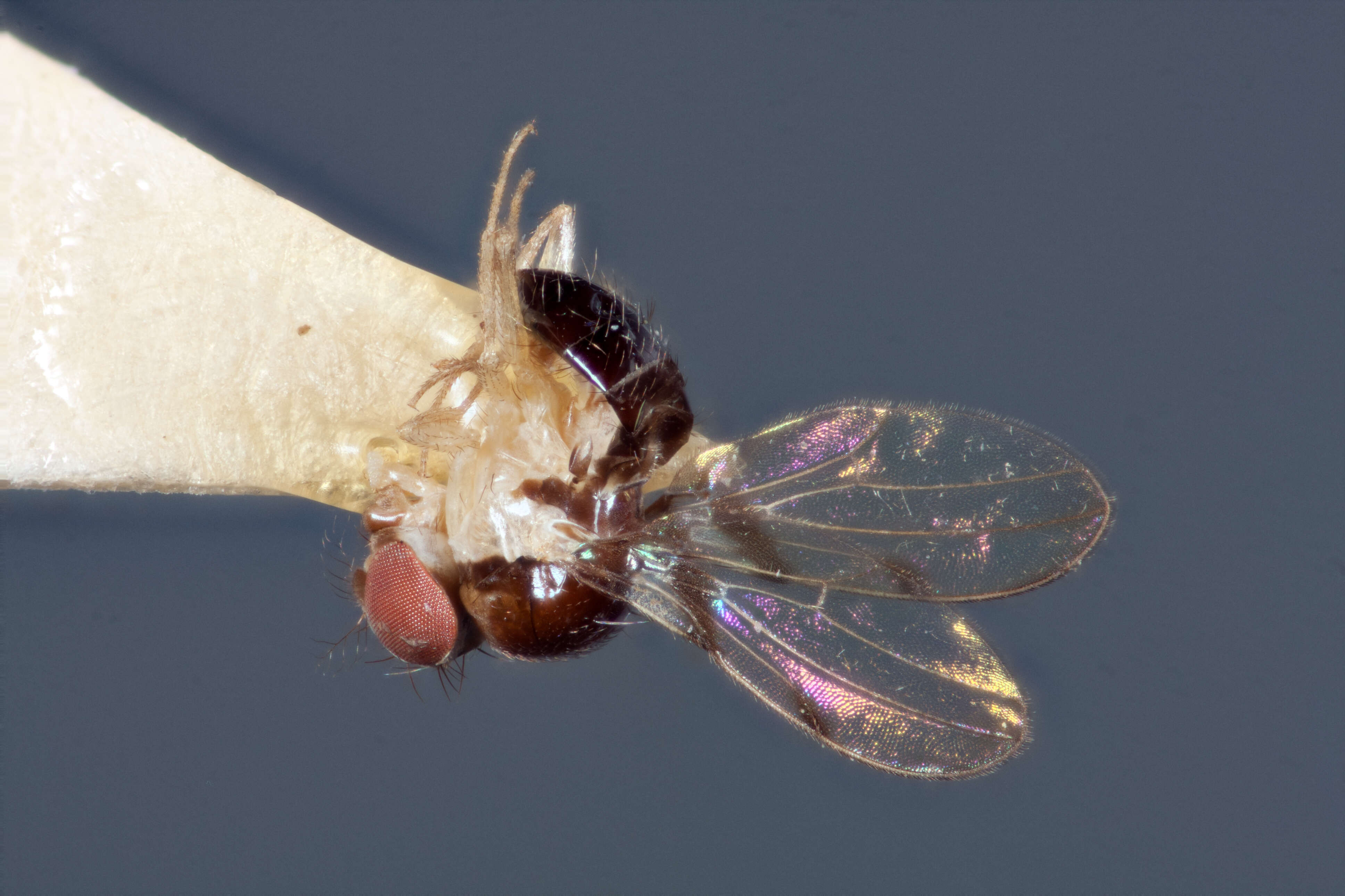 Image of Mycodrosophila nigropleura Wheeler & Takada 1963