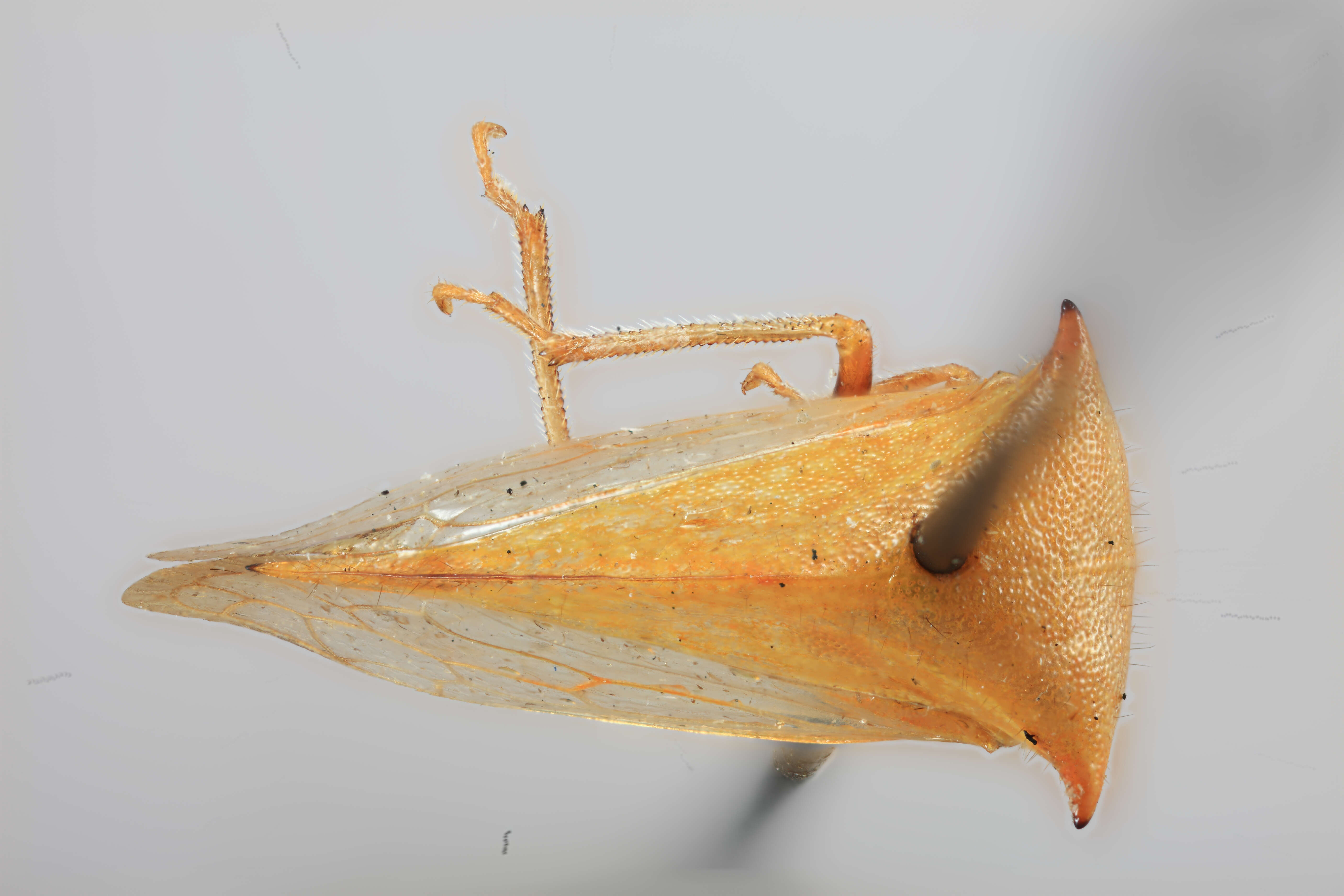 Image of Stictocephala brevitylus dolichotylus Caldwell