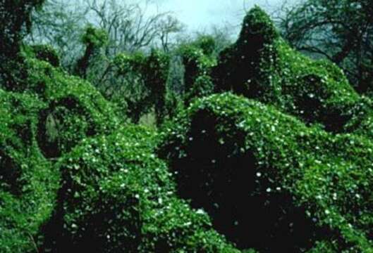 Image of ivy gourd