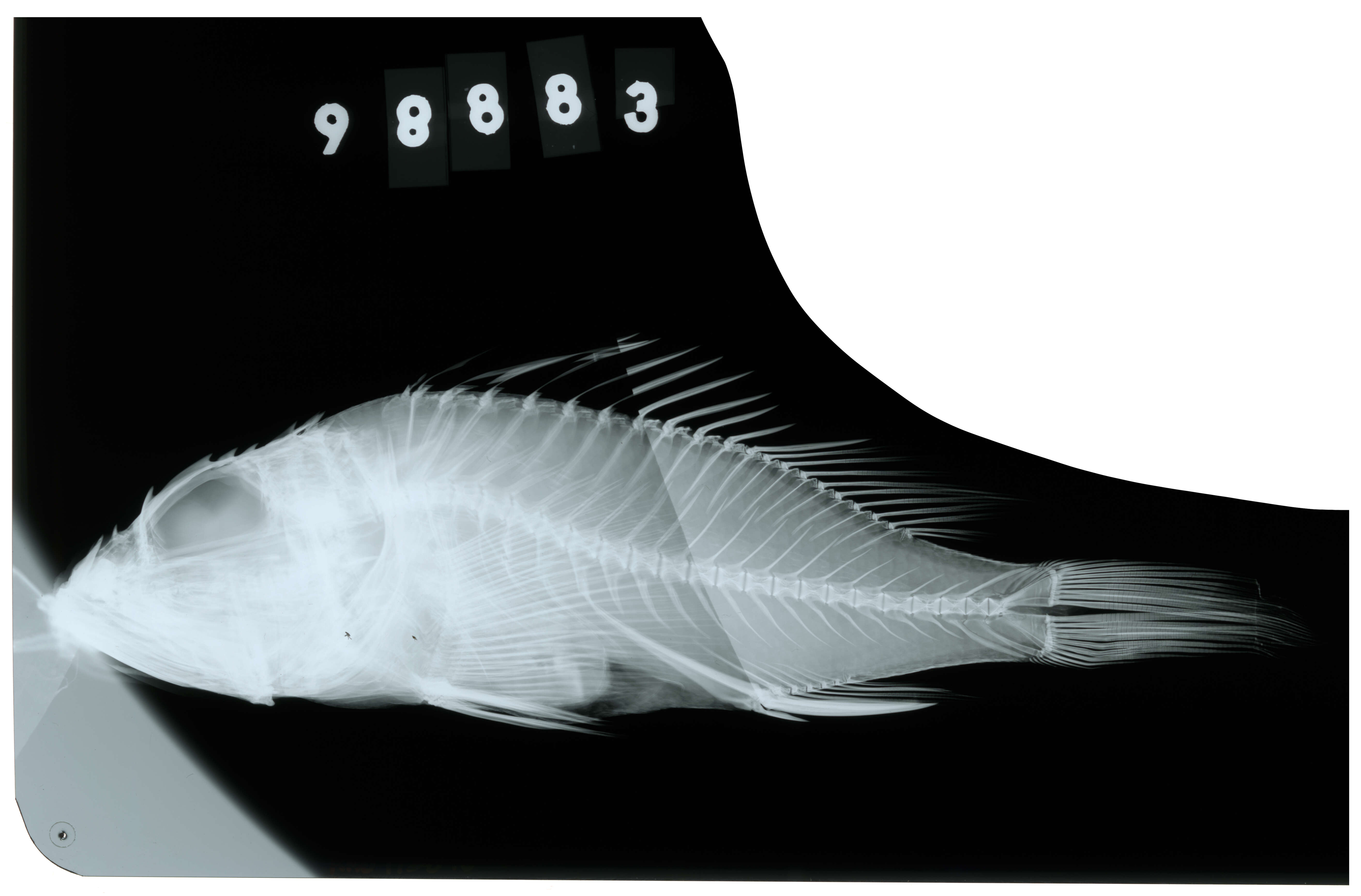 Neomerinthe amplisquamiceps (Fowler 1938) resmi