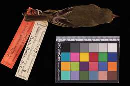 Image of Vireo pallens wetmorei Phillips & AR 1991