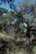 Image of alligator juniper