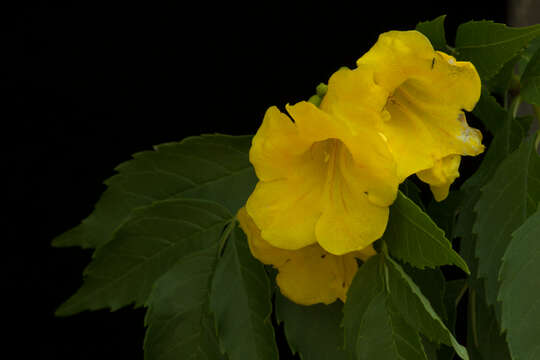 Image of Yellow bells