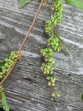 Image of Curled Dock