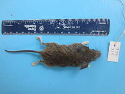 Image of White-footed Deermouse