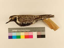 Image of Pacific Golden Plover