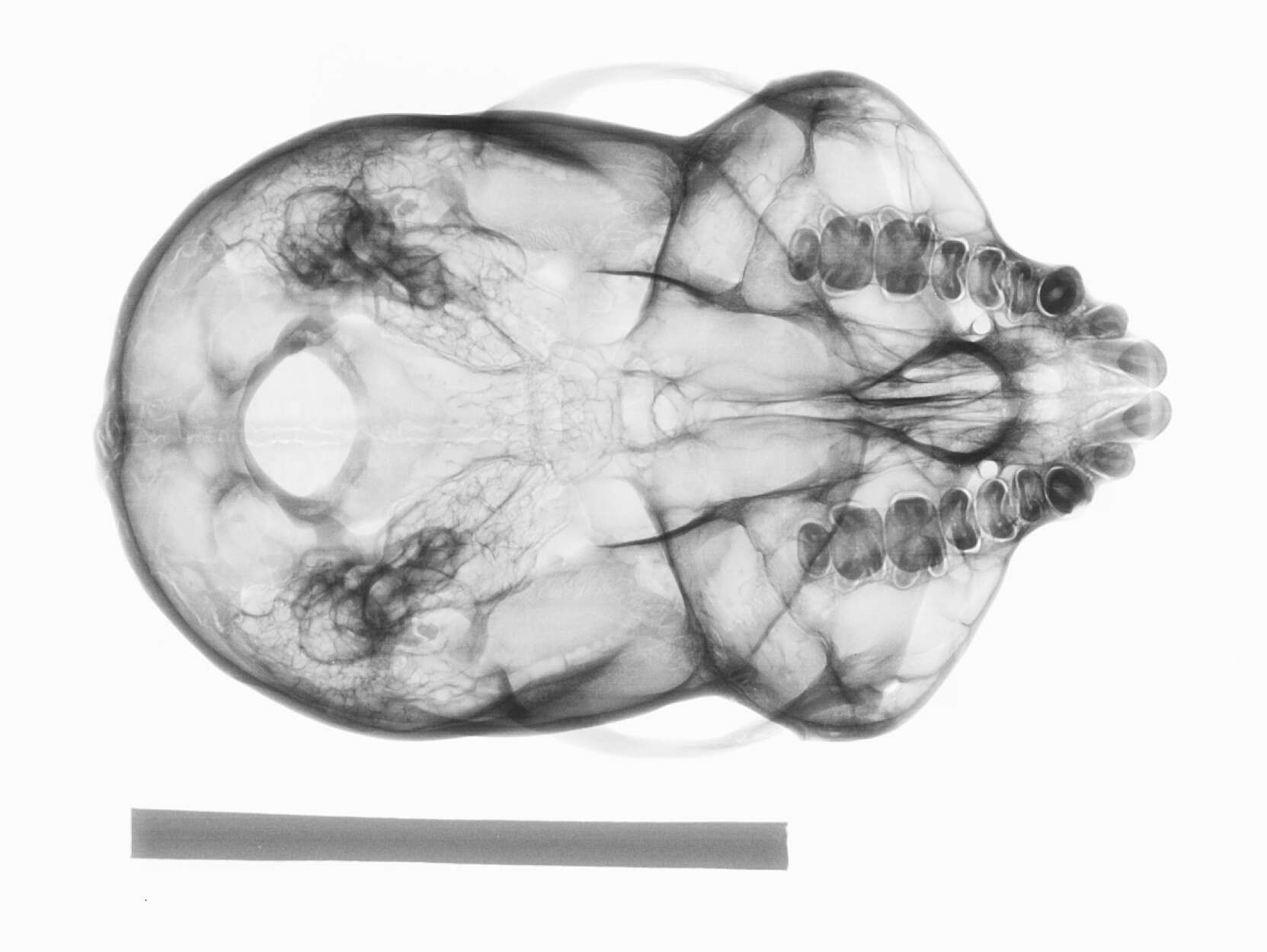 Image of Rio Purus Titi