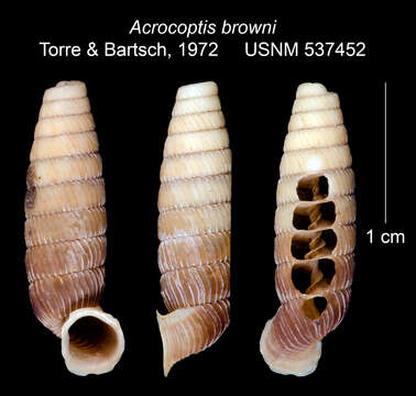 Image of Acrocoptis browni C. Torre & Bartsch 1972