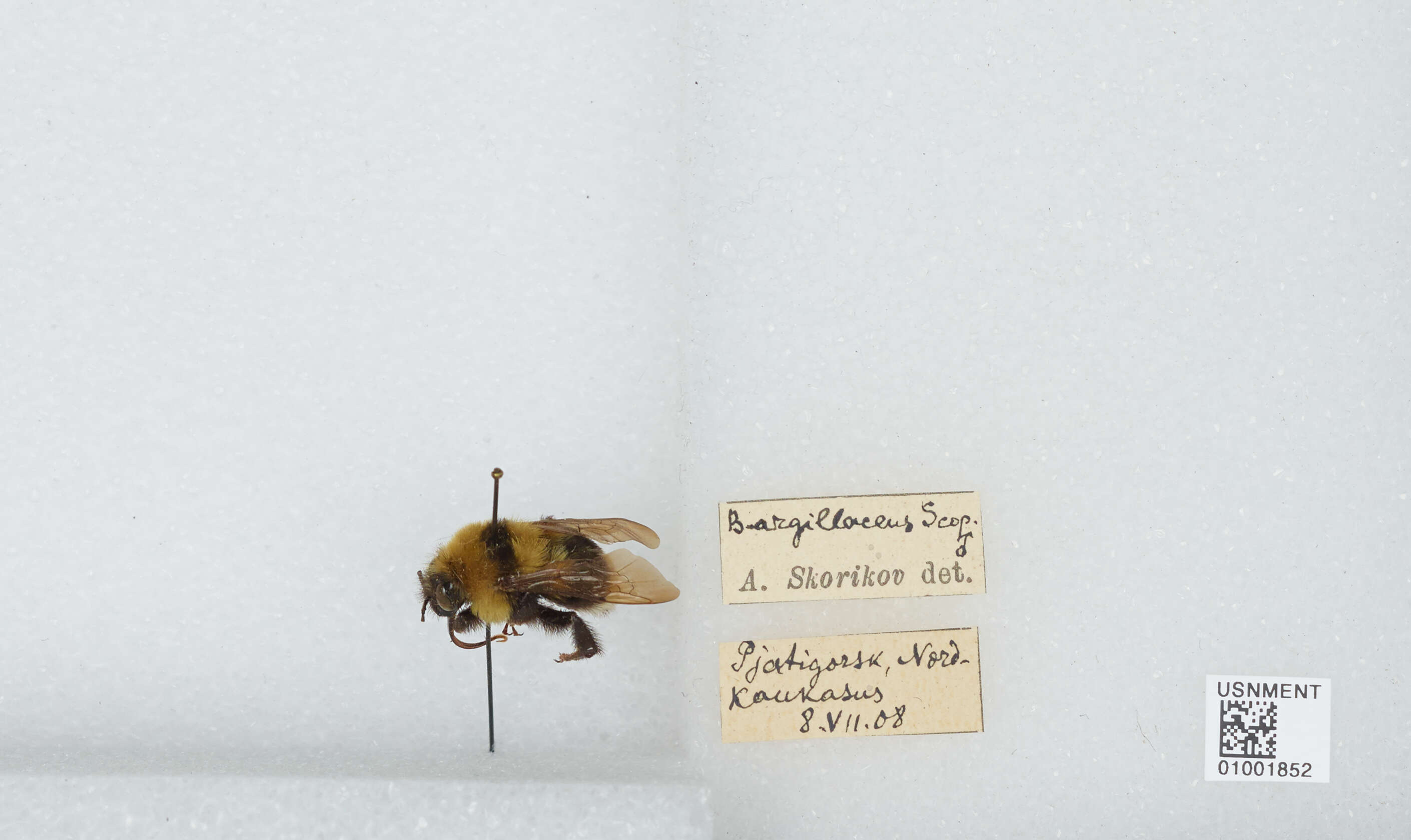 Слика од Bombus argillaceus (Scopoli 1763)