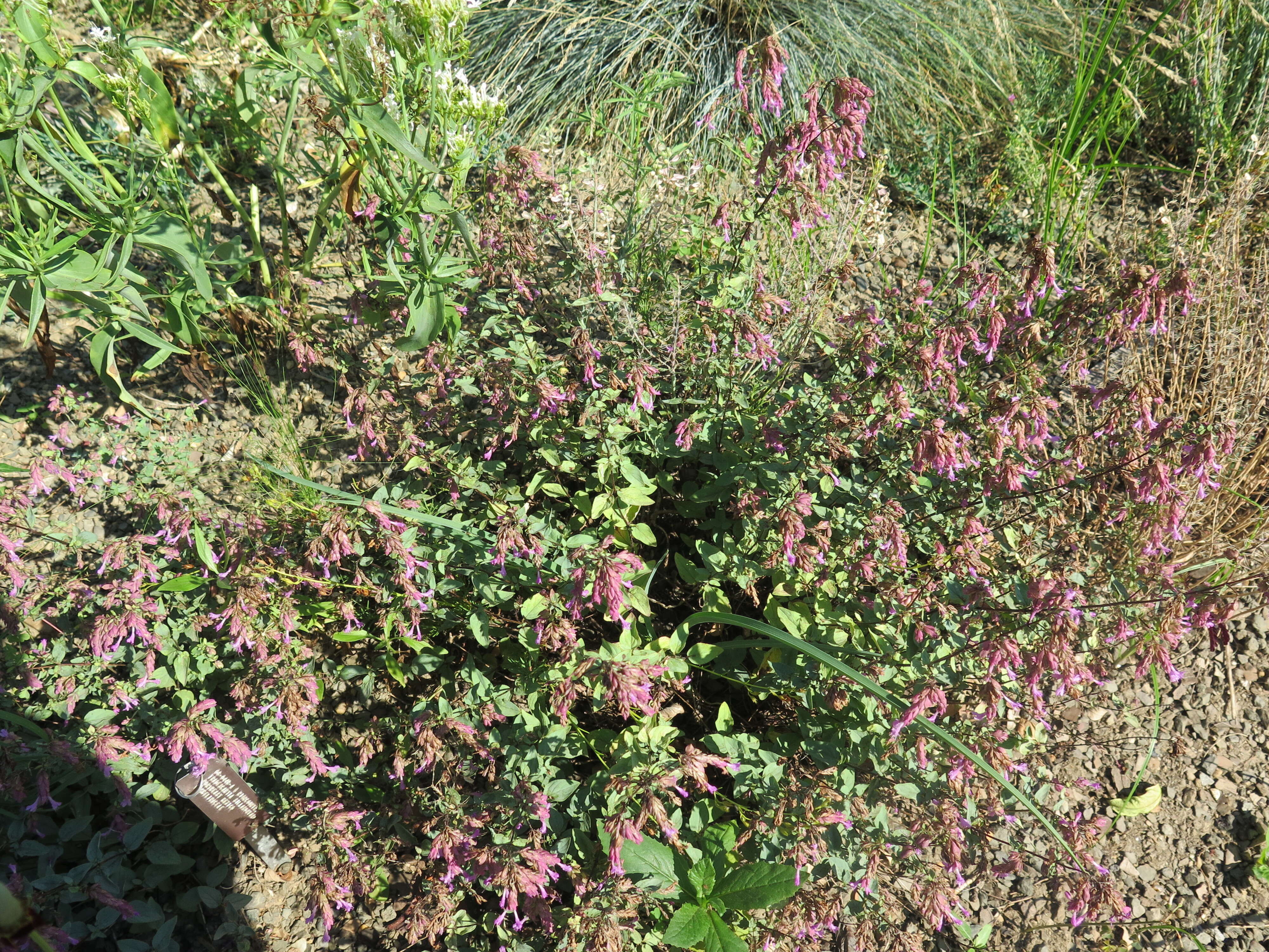 Image of Origanum laevigatum Boiss.