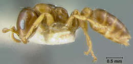 Image of Pseudomyrma maligna var. crucians Wheeler