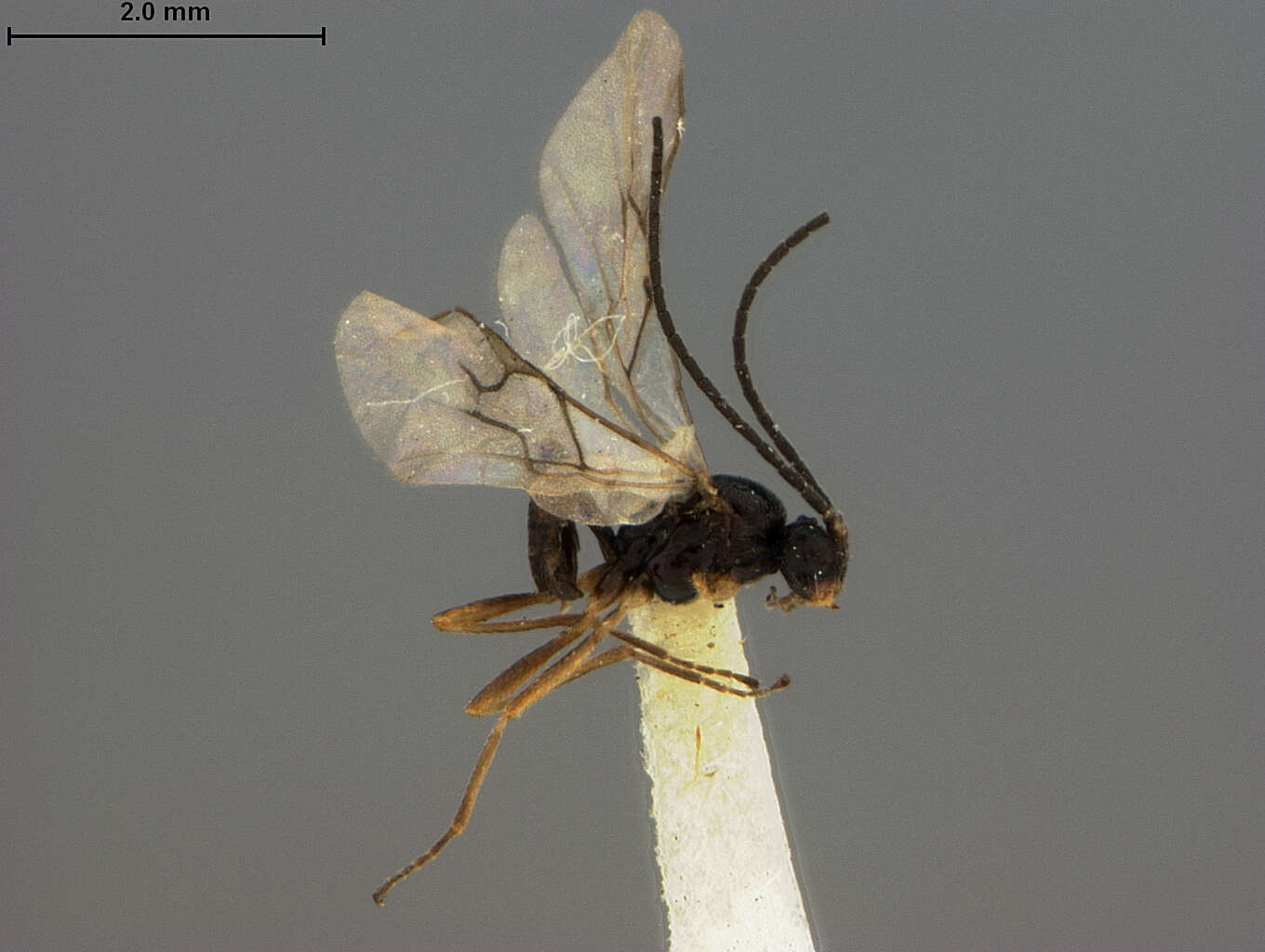 Image of Aphidius atropetiolatus Ashmead 1890