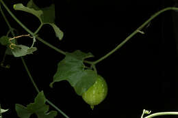 Image of Ibervillea hypoleuca (Standl.) C. Jeffrey