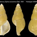 Image of Anomalisipho acosmius (Dall 1891)