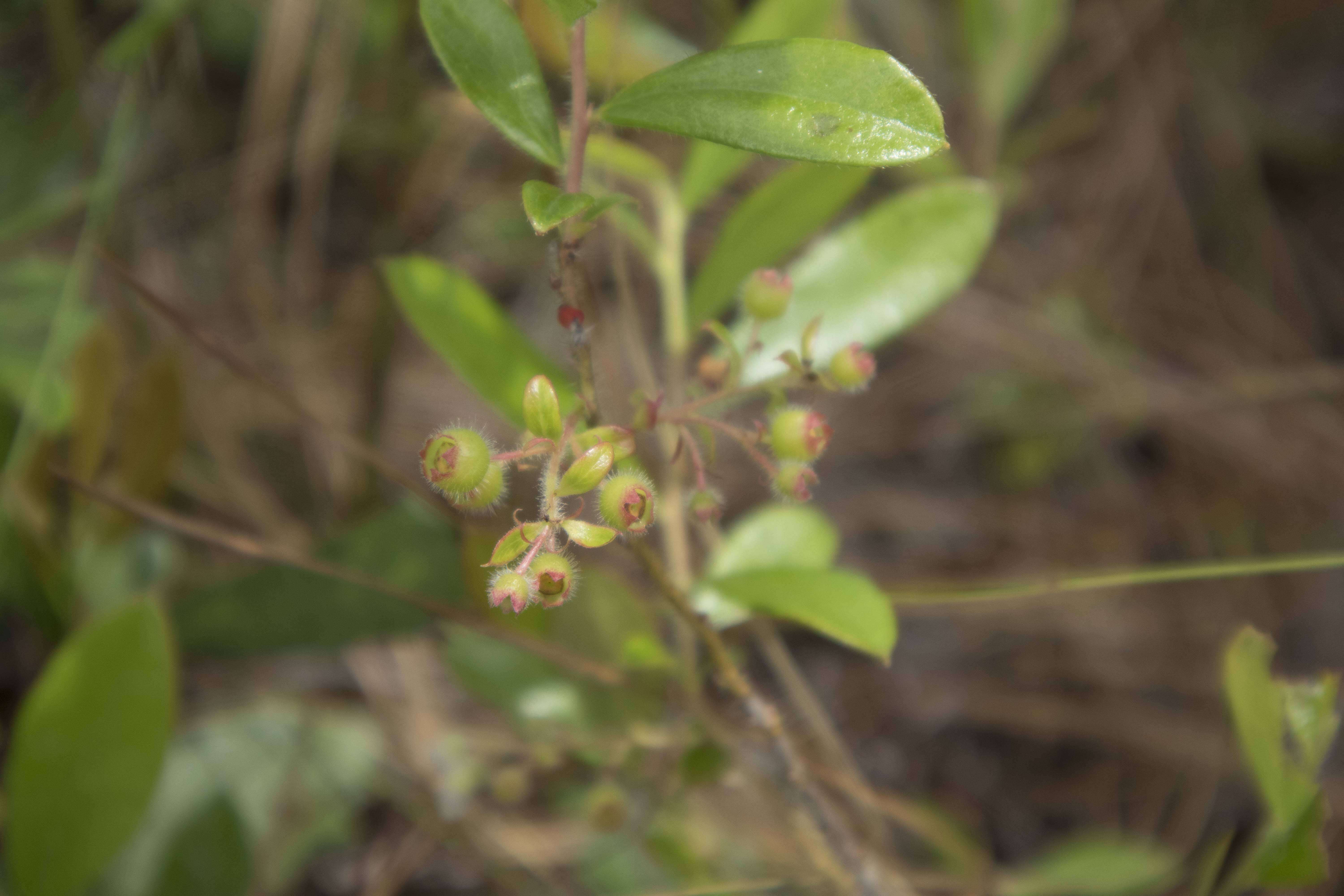 Image of woolly huckleberry