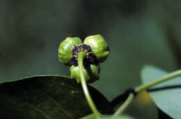 Plancia ëd Stigmaphyllon bannisterioides (L.) C. Anderson