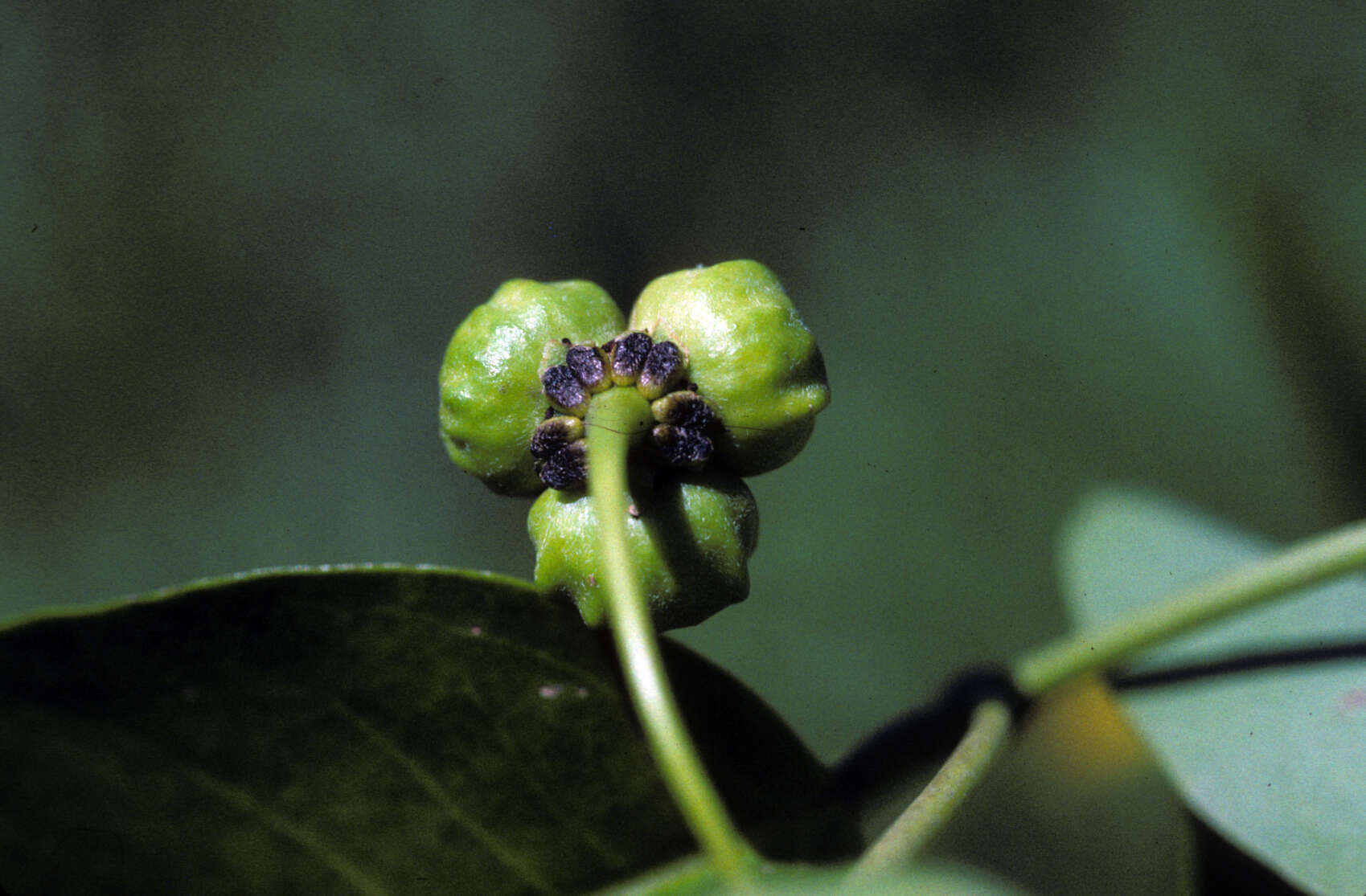 Imagem de Stigmaphyllon bannisterioides (L.) C. Anderson