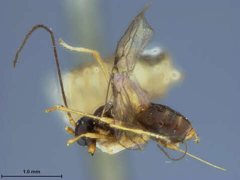 Image of Parasitoid wasp