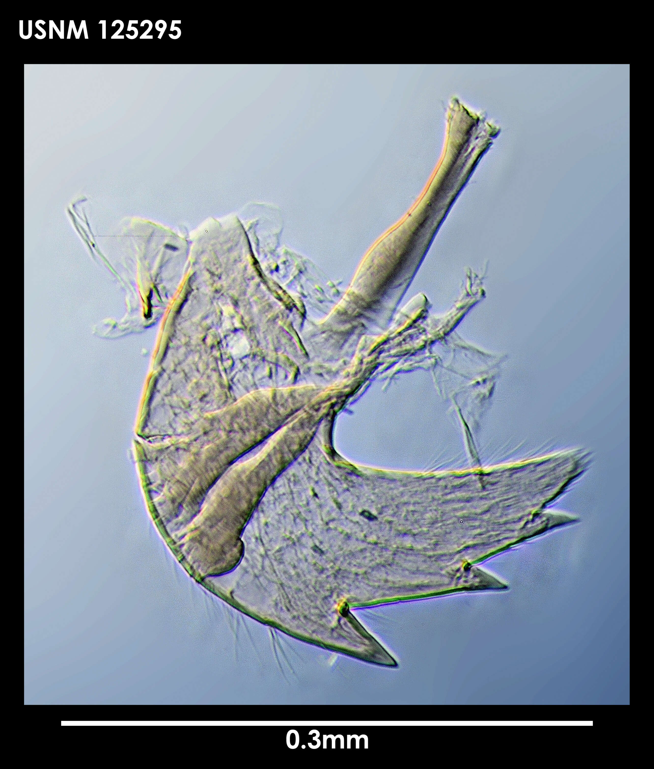 Sivun Australscalpellum schizmatoplacinum Newman & Ross 1971 kuva