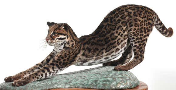 Image of Ocelot