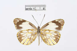 Image of Dismorphia lewyi (Lucas 1852)