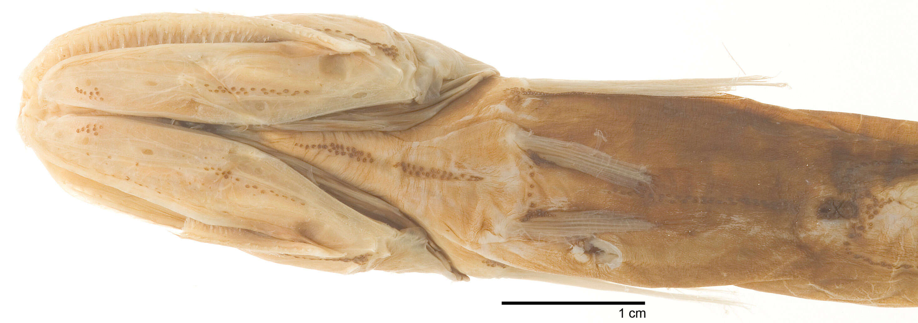 Plancia ëd Pseudoscopelus altipinnis Parr 1933