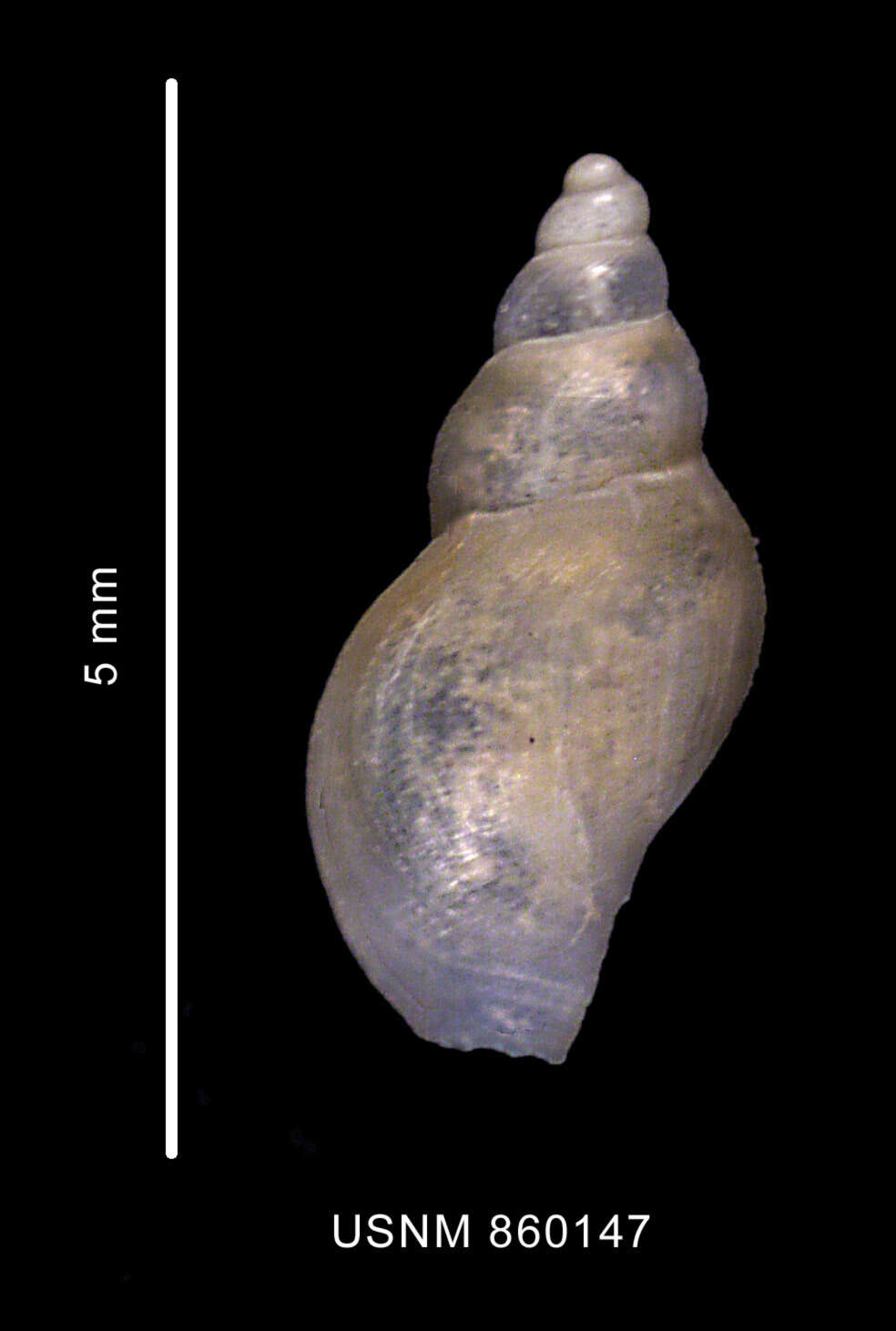 Sivun Pleurotomella innocentia (Dell 1990) kuva