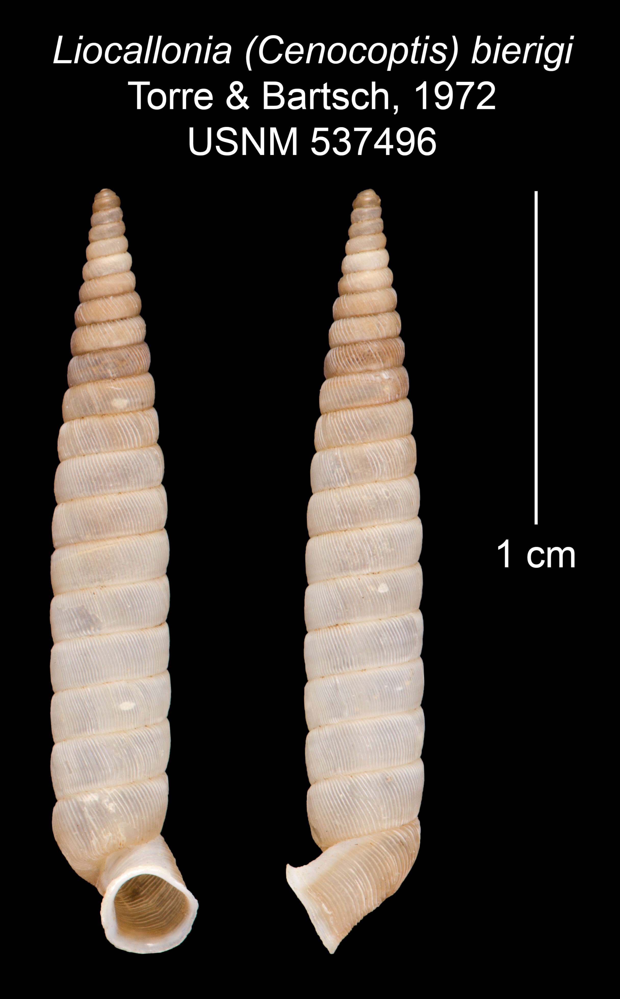 Plancia ëd Liocallonia bierigi C. Torre & Bartsch 1972