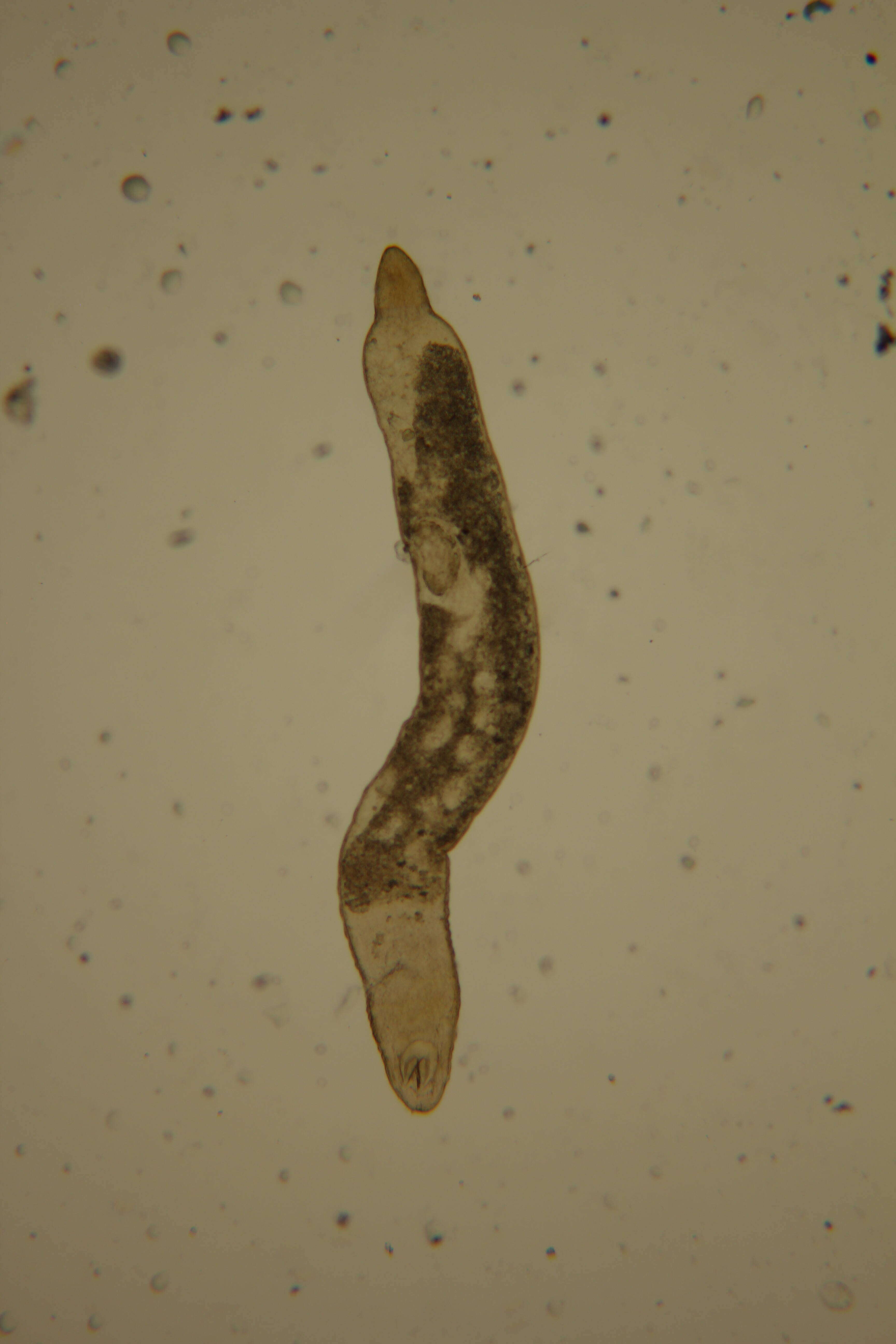 Image of Rhabdocoela