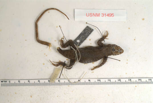 Imagem de Sceloporus pyrocephalus Cope 1864