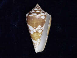 Image of Amadis cone