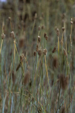 Image of Alpine Foxtail