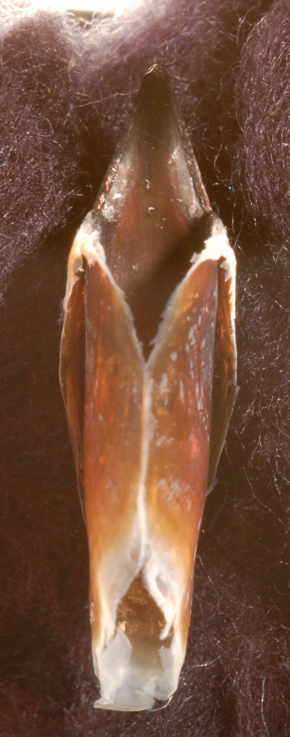 Image of Atlantic bird squid