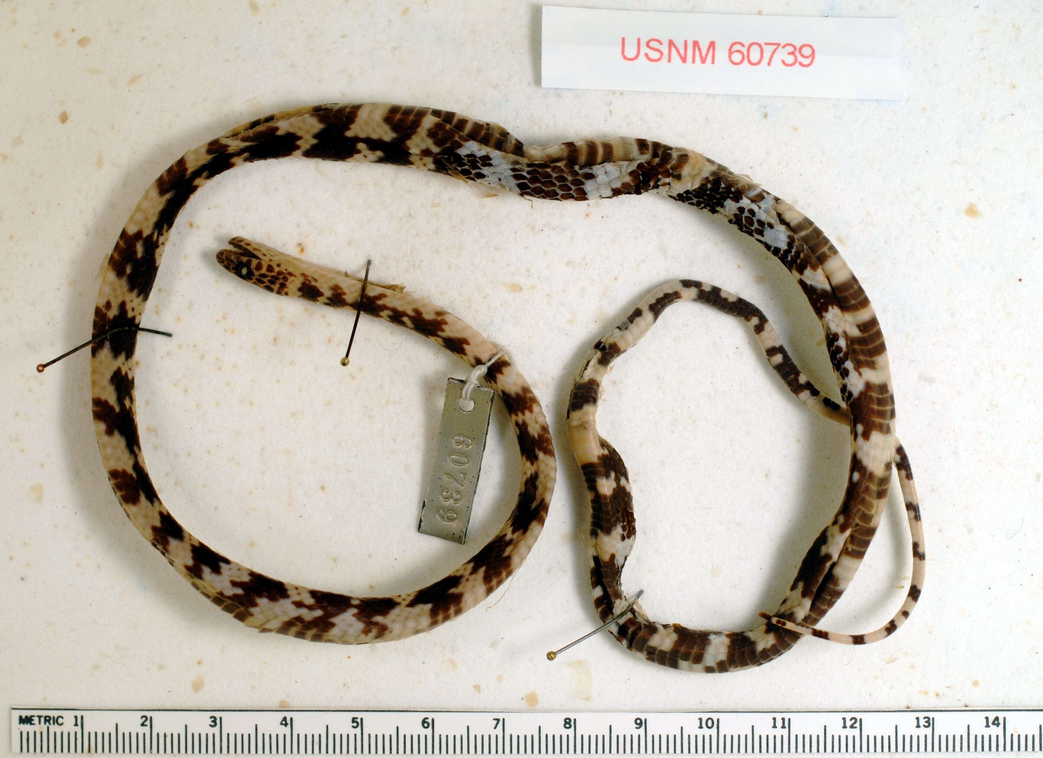 Image of Panama Spotted Night Snake
