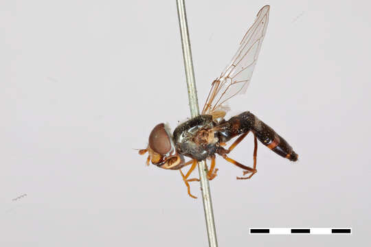 Image of Syrphus genualis Williston